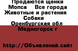 Продаются щенки Мопса. - Все города Животные и растения » Собаки   . Оренбургская обл.,Медногорск г.